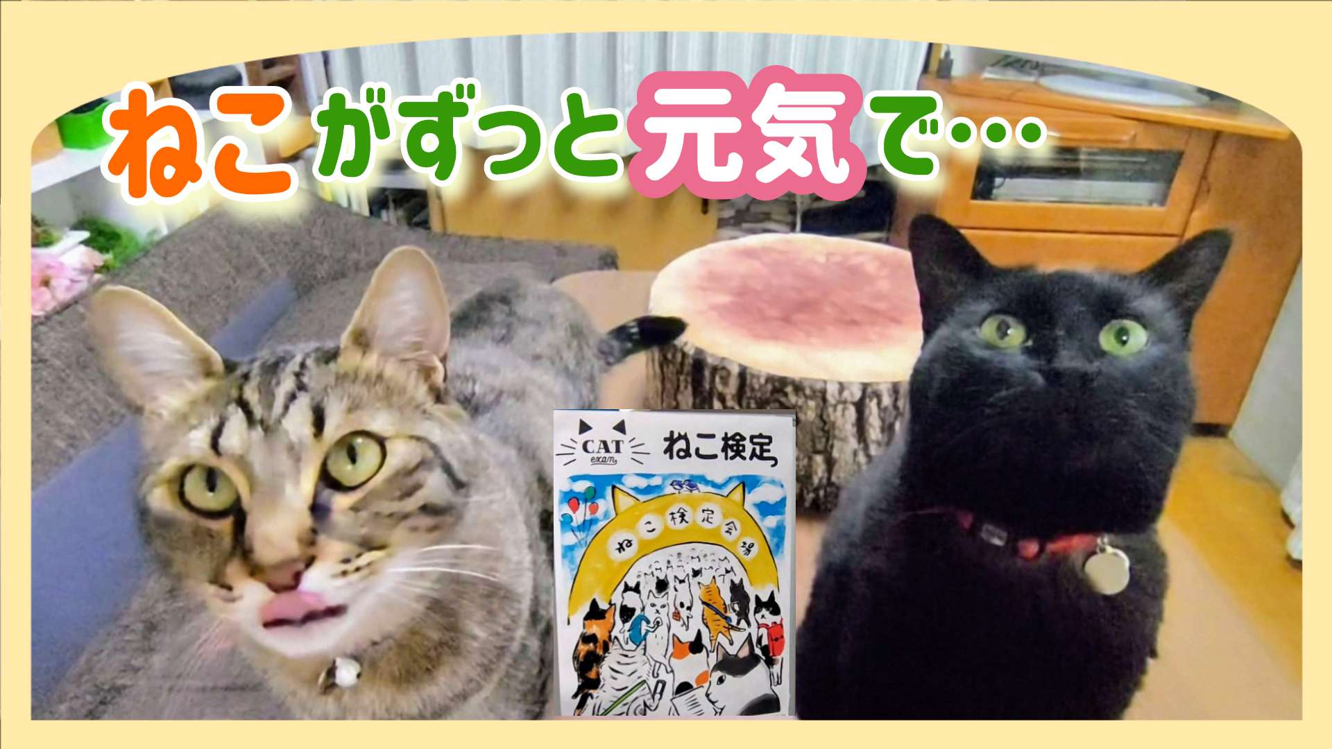 保護猫】13才高齢猫あずさのために受けたねこ検定の結果が来ました