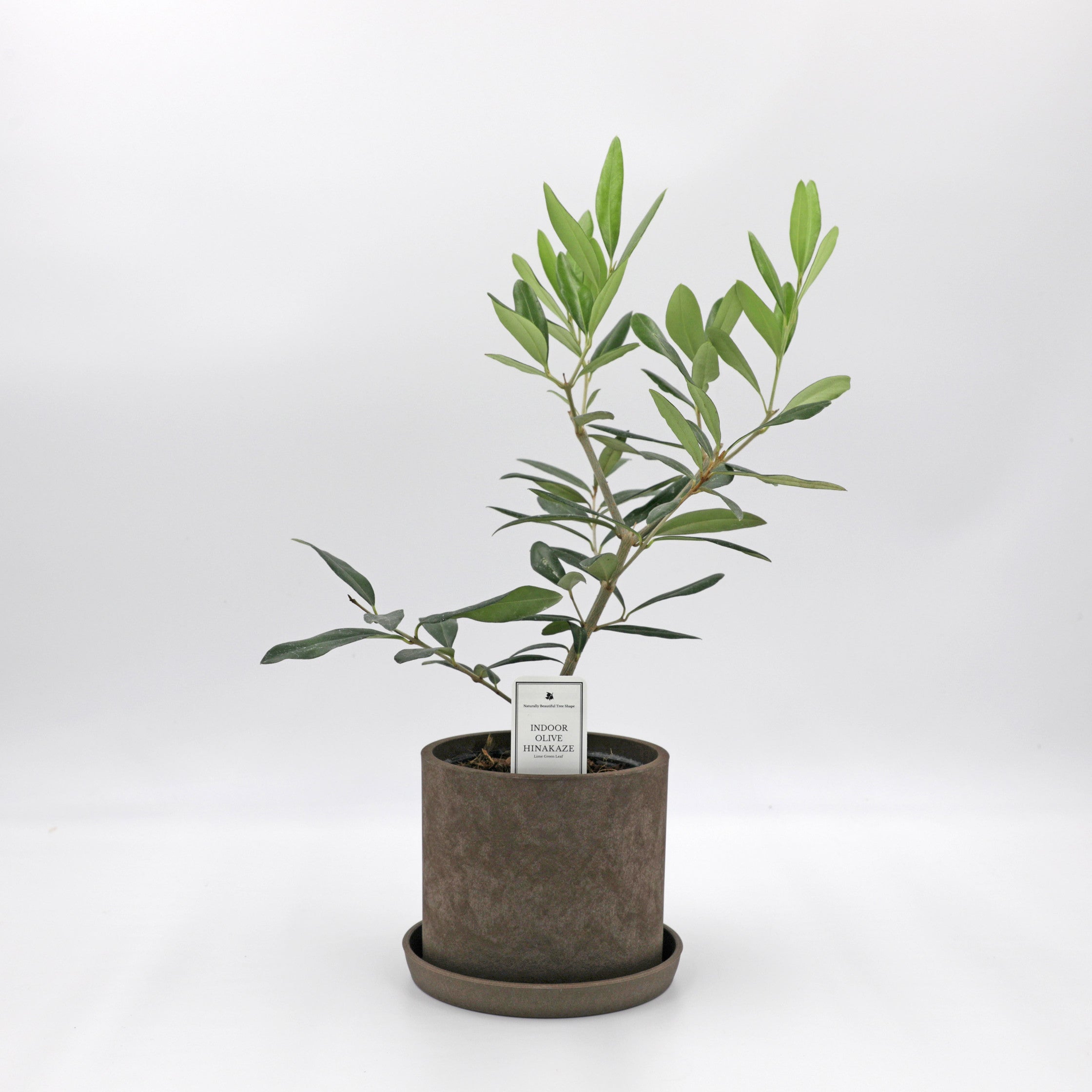 hinakaze.jpg?crop=center&