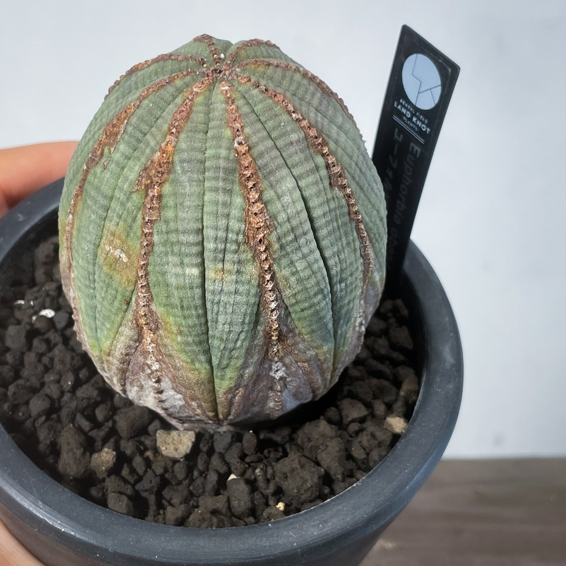 ♀ オベサ ユーフォルビア Euphorbia obesa【ユーフォルビア・オベサ・♀】 | RIMO'S GREEN