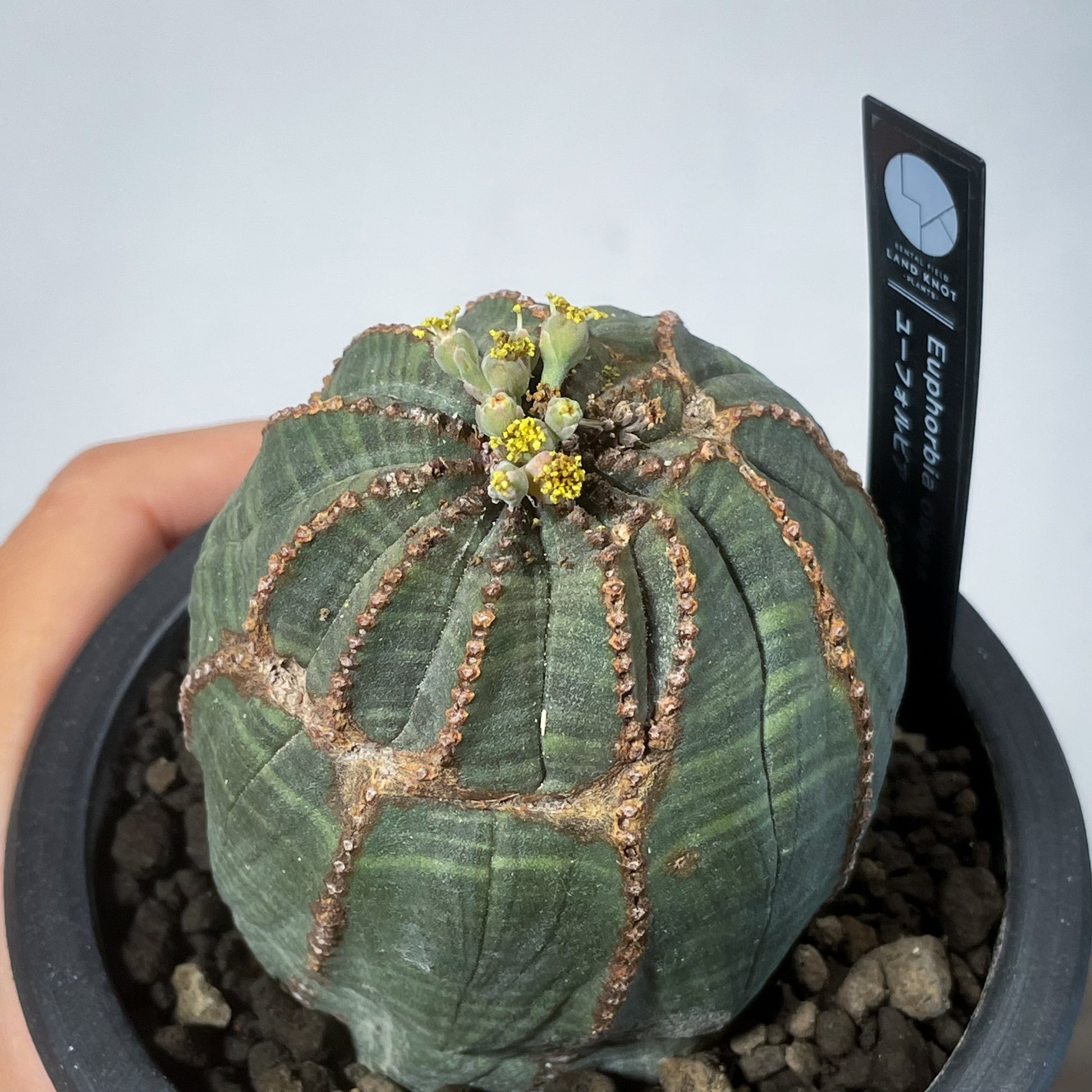 ユーフォルビア　オベサ 2024年7月入荷>ユーフォルビア オベサ | Euphorbia obesa | OB03