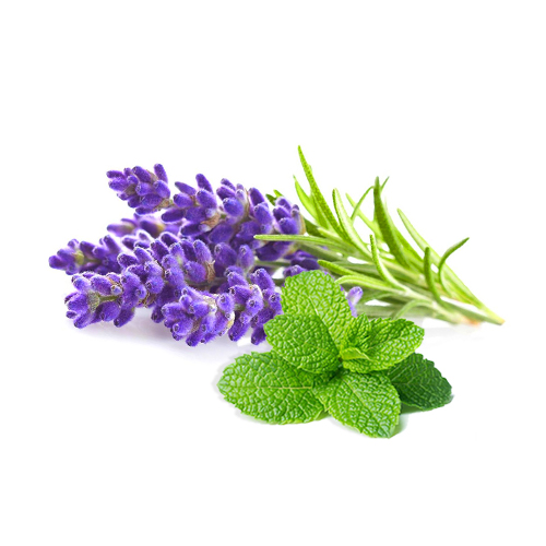 Lavender Mint ラベンダー・ミント | 商品詳細ページ | LA SHISHA