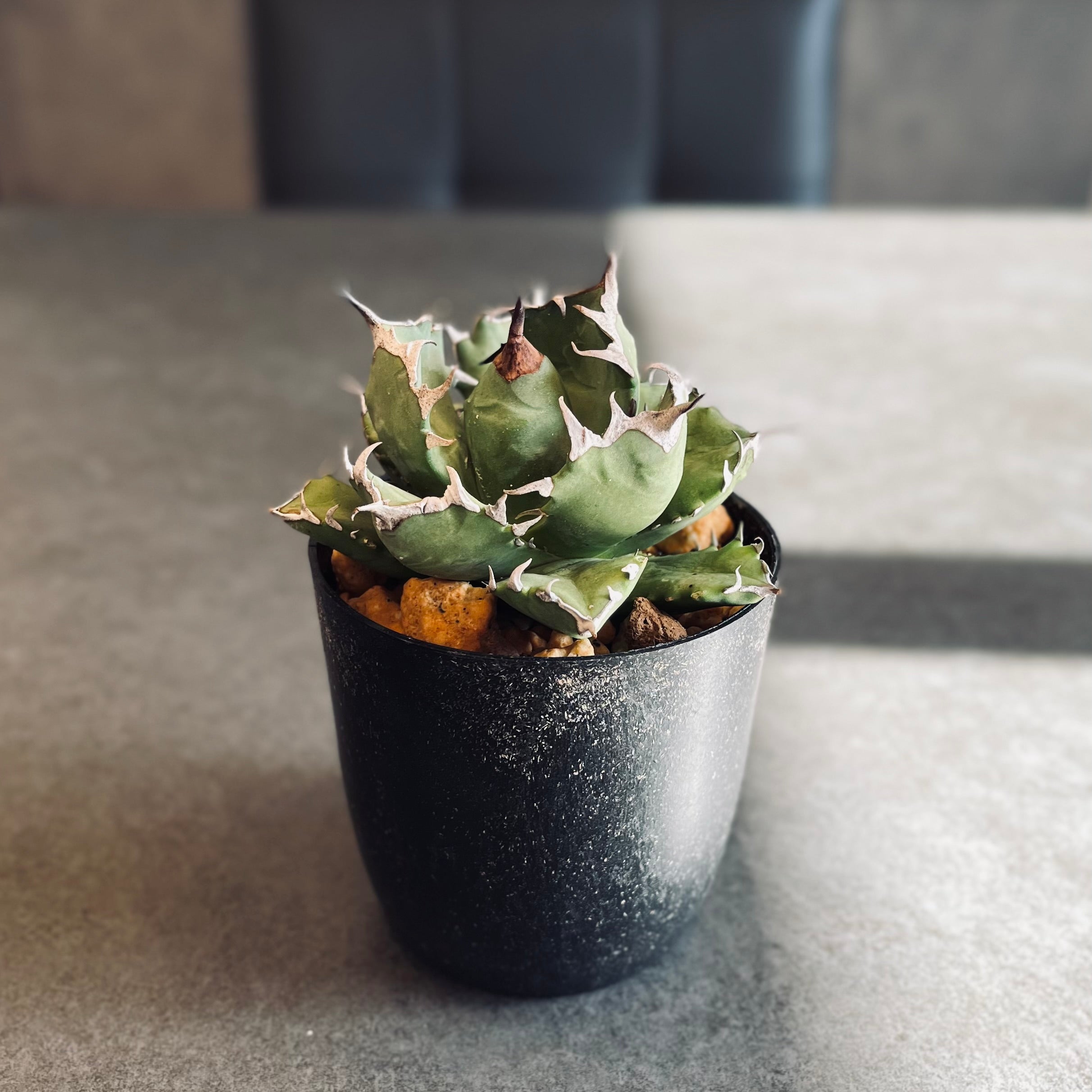 アガベ チタノタ – LAVELLI