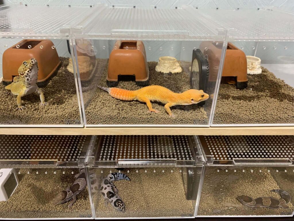 レオパ飼育】ブリーダー御用達の三晃商会『レプタイルボックス