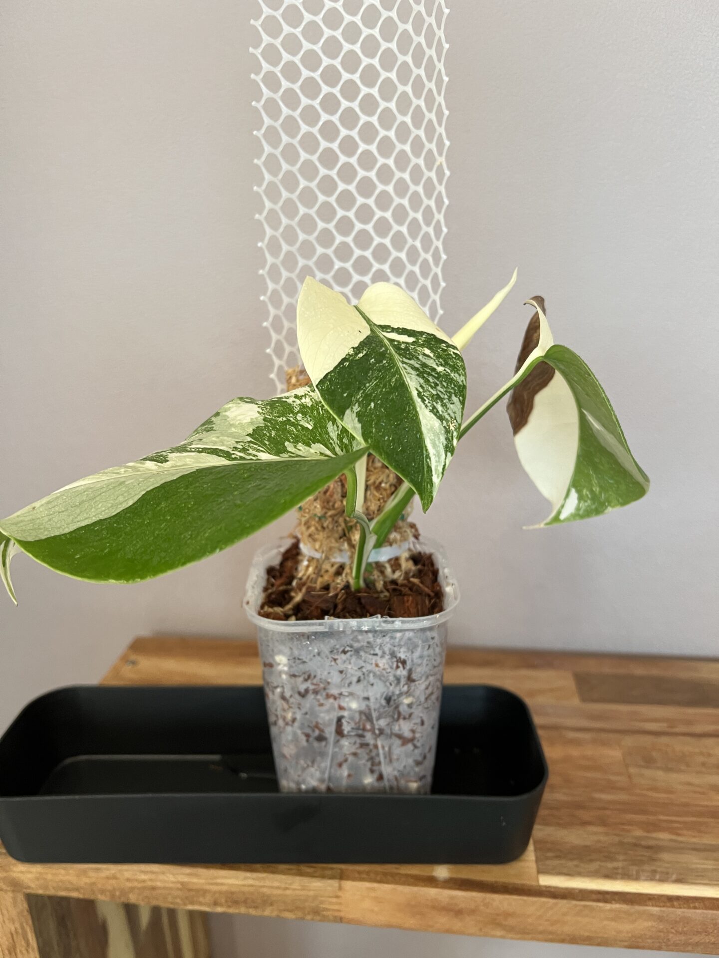 モンステラ・ボルシギアナ・アルボ・ホワイトタイガー(仮)成長記録