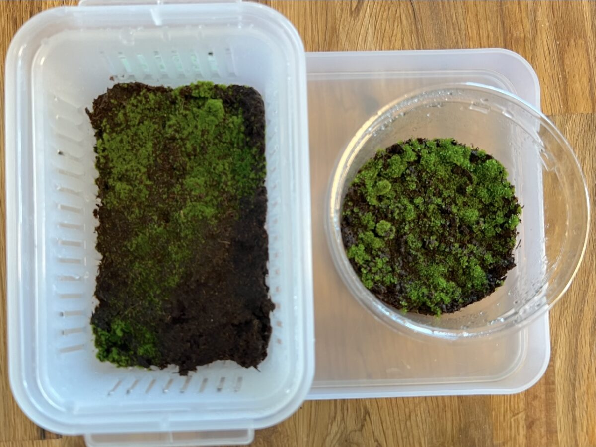 ビカクシダ ヒリー キリン（胞子培養） 10株 速達 現品) コウモリラン