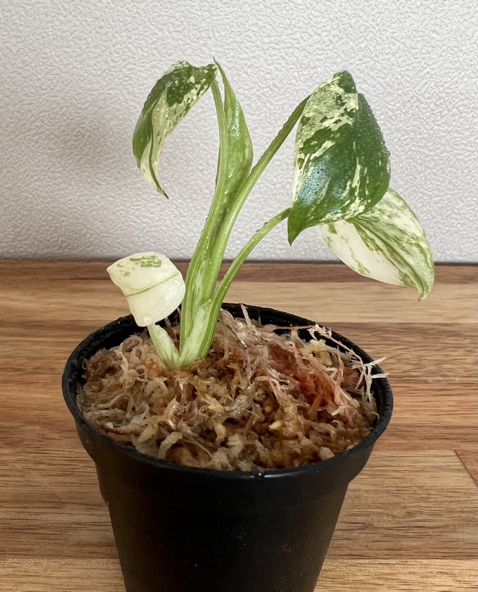 我*成様 極上 モンステラ デリシオーサ ミント モンステラ