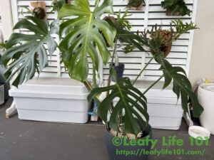 モンステラ・デリシオーサ '変異株 ミューテーション×2' 成長記録