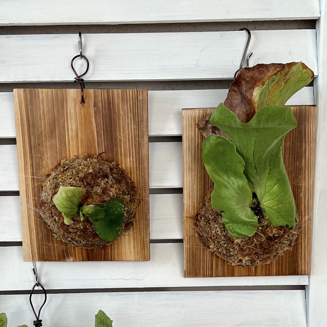 ビカクシダ・ネプチューン成長記録・育て方 | シロウト園芸