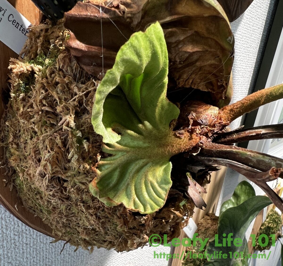 ビカクシダ・リドレイ (ワイルド) 成長記録・育て方 | シロウト園芸