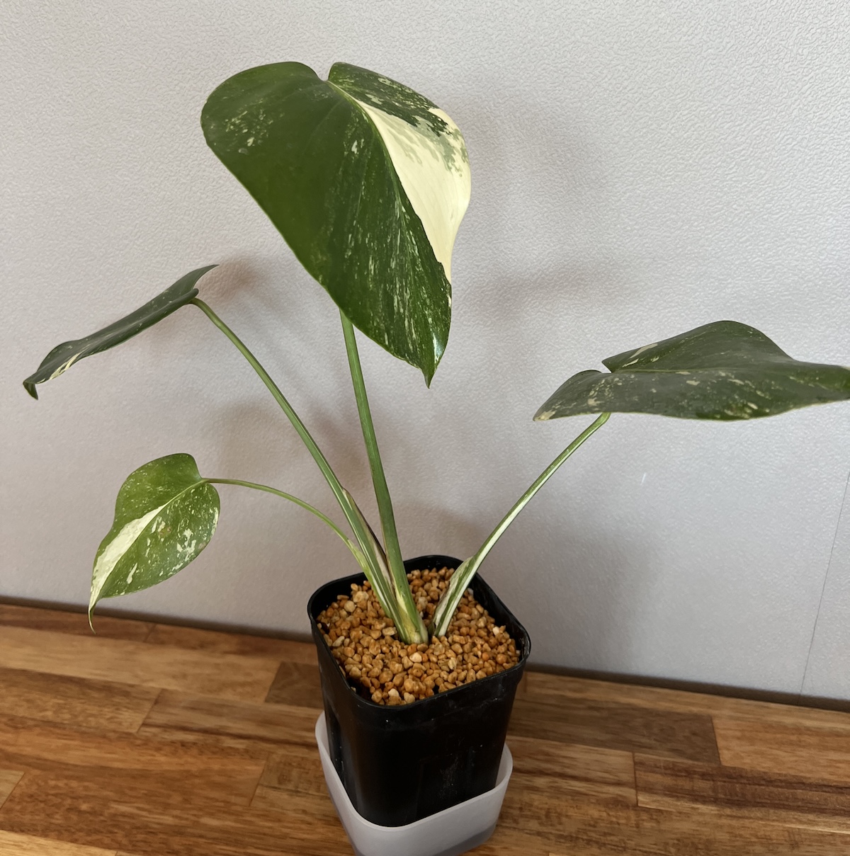 モンステラ・デリシオーサ '(仮)艶姿(白斑)' 成長記録・育て方