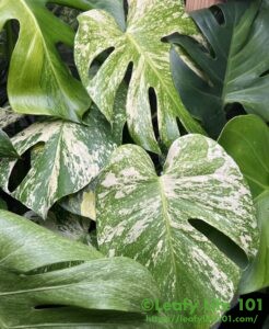 モンステラ・デリシオーサ '変異株 ミューテーション×2' 成長記録