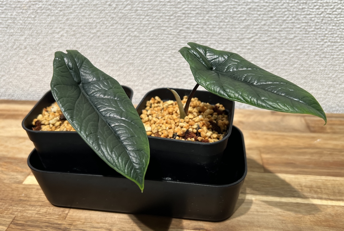 アロカシア・スカルプラム(サマールランス) 成長記録・育て方