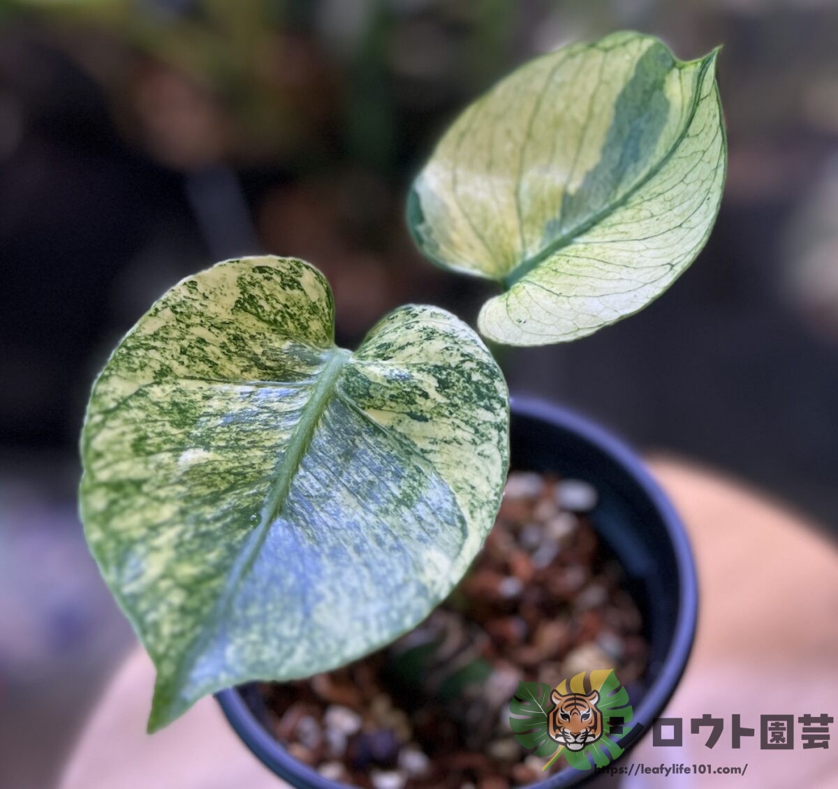 モンステラ・デリシオーサ 'サイアム ミント(ミント サイアム)' 成長