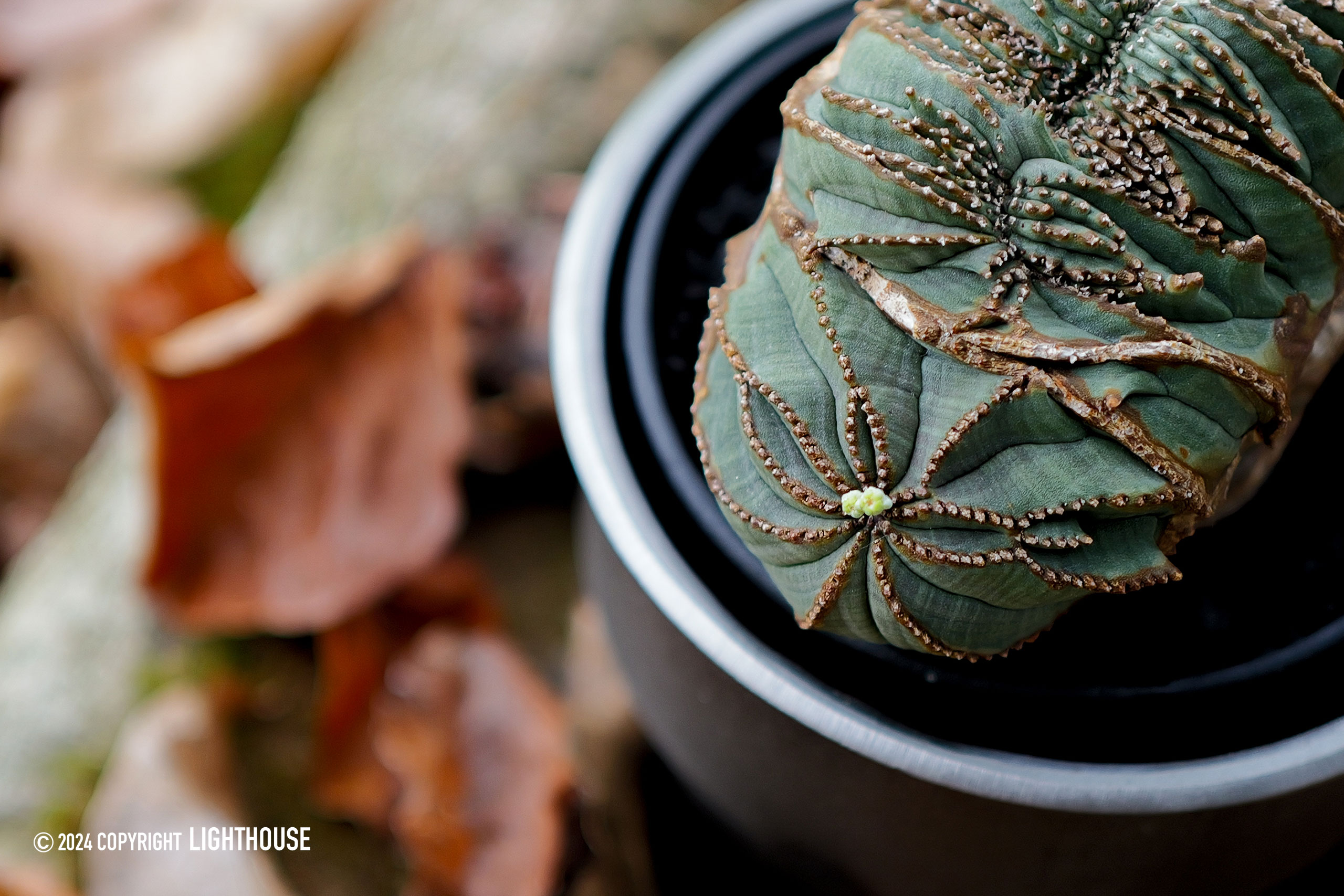 ヴィンテージ 異型 扇綴化 モンスト ユーフォルビア オベサ