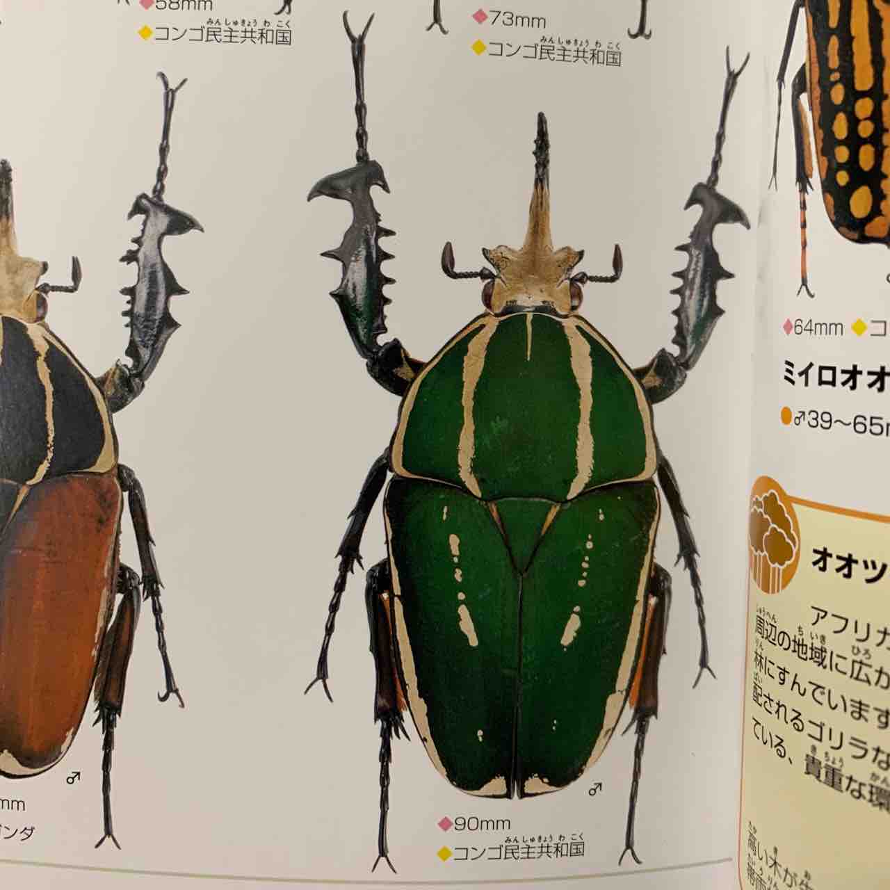 Mecynorhina(オオツノカナブン属)の魅力を書きつづる① : GOKUSAISHIKI