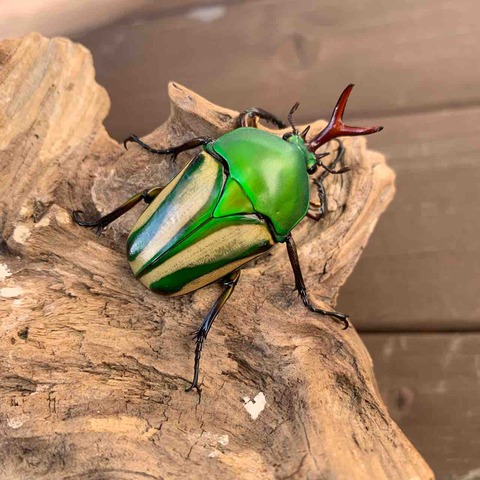 モルガンサスマタカナブン 飼育記 : GOKUSAISHIKI