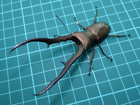 メタリフェルホソアカクワガタ ペレン島亜種 飼育記録1-1 : B研