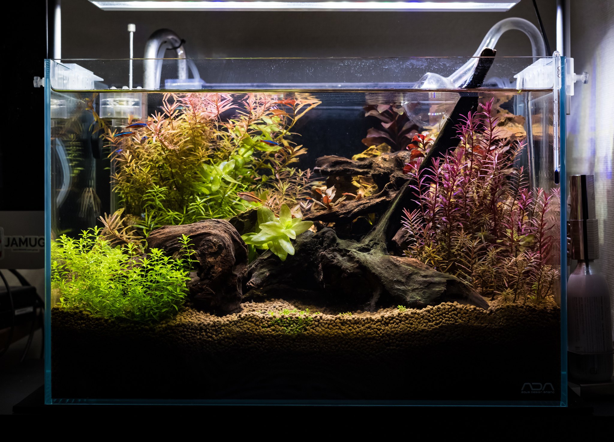 ADA キューブガーデン 600x300x360mm 水槽 キューブガーデン新サイズ