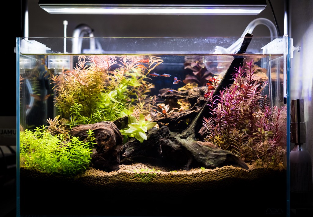 ADAキューブガーデン 45cm 水槽 近況 - atelier:mitsuba