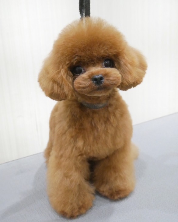 ニュートロ ナチュラルチョイス 超小型犬～小型犬用 避妊・去勢犬用