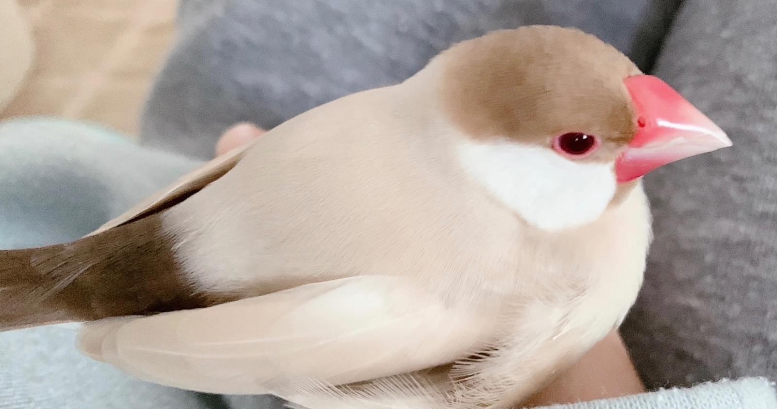 シナモン文鳥を探しています。