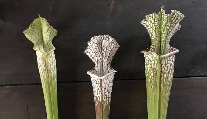 サラセニアの育て方・栽培方法 | LOVEGREEN(ラブグリーン)