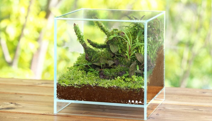 緑を身近に楽しむブランド「DOOA」でパルダリウムをはじめよう