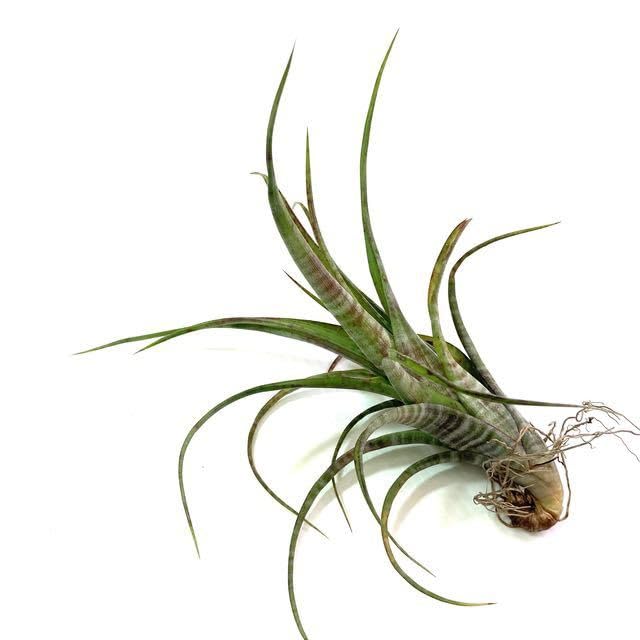 Amazon.co.jp: (現品) チランジア フレクスオーサ ツイステッド