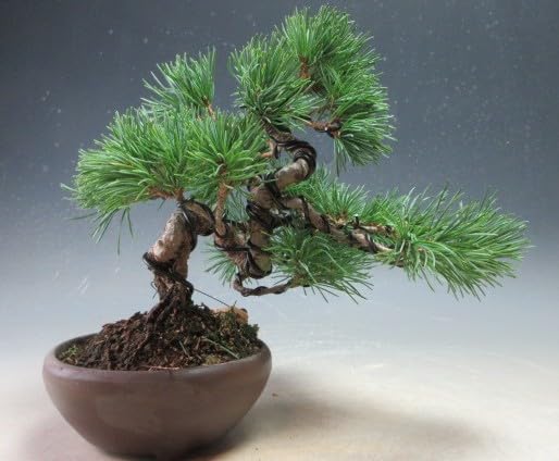 Amazon｜盆栽 松 福島五葉松の根上がりミニ盆栽【現品】（10003798