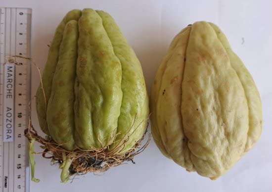 Amazon.co.jp: ハヤトウリ（隼人瓜）の種（5粒） : DIY・工具・ガーデン