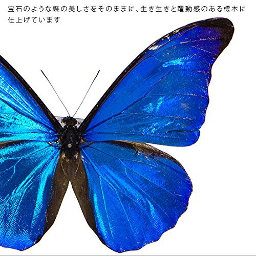 Amazon.co.jp: 蝶の標本 レテノールモルフォ Morpho rhetenor モルフォ