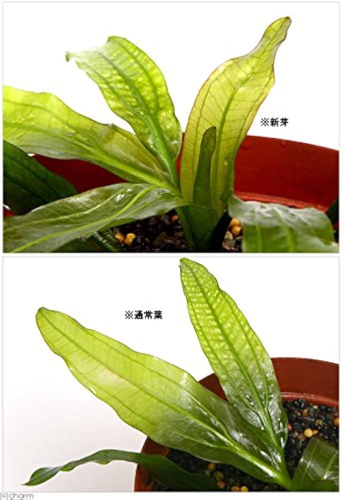 Amazon.co.jp: （水草）エキノドルス ホレマニーグリーン レッドエッジ