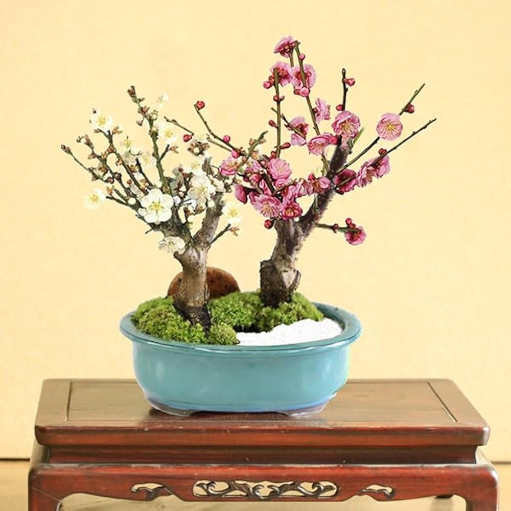 Amazon.co.jp: 遊恵盆栽 梅盆栽：紅梅白梅寄せ*（瀬戸焼楕円緑鉢）苔