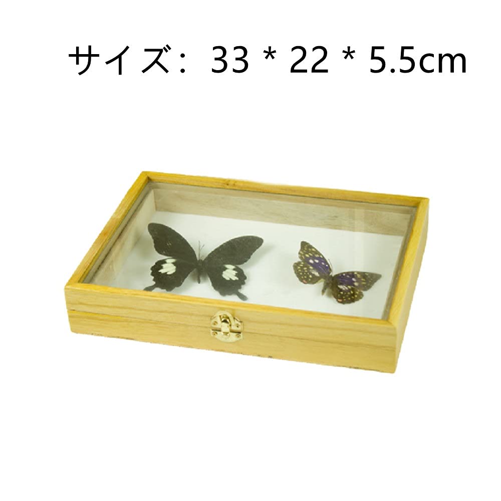 Amazon.co.jp: 標本箱無垢材透明昆虫植物蝶標本箱標本用品木箱ガラス面
