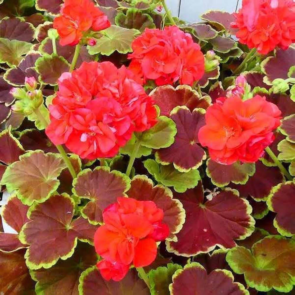 Amazon | ゼラニウム 苗 ファンシーリーフ キャラメル 4号 八重咲き