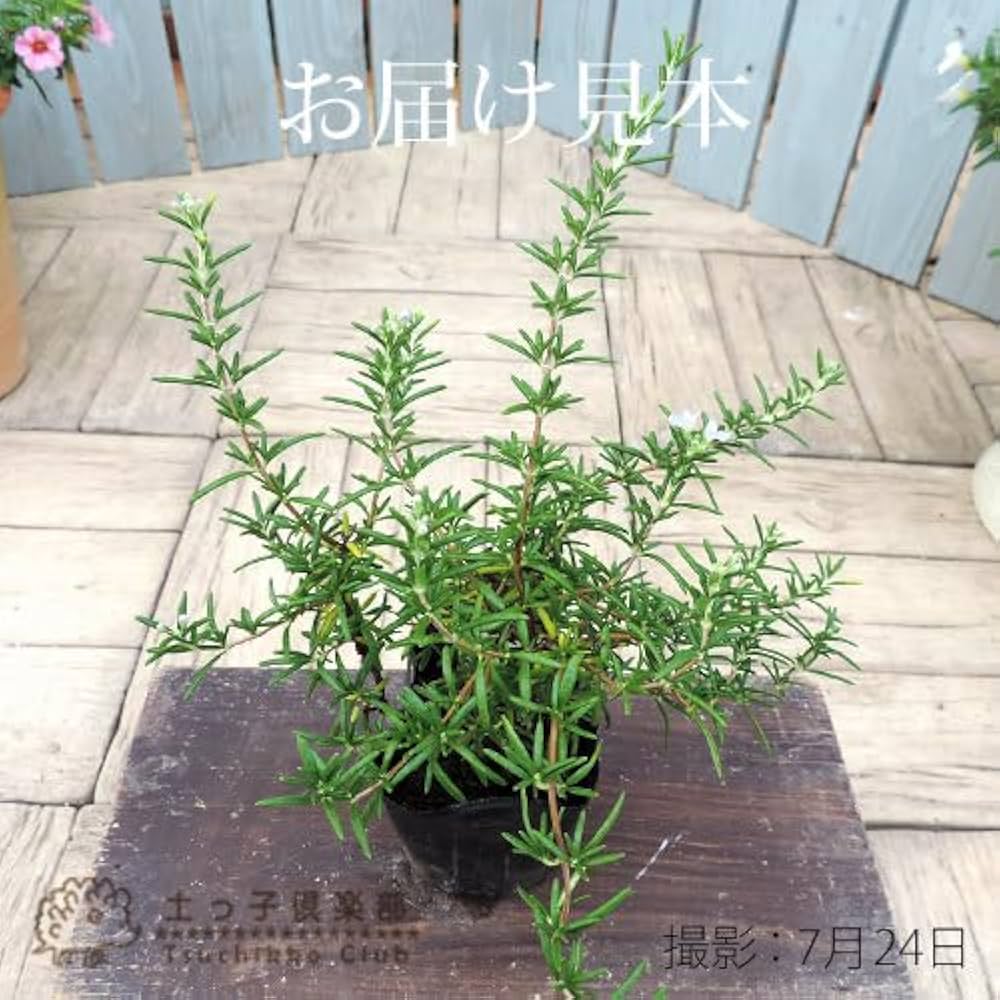 Amazon.co.jp: ローズマリー（這性タイプ） (ローズマリー（這性タイプ