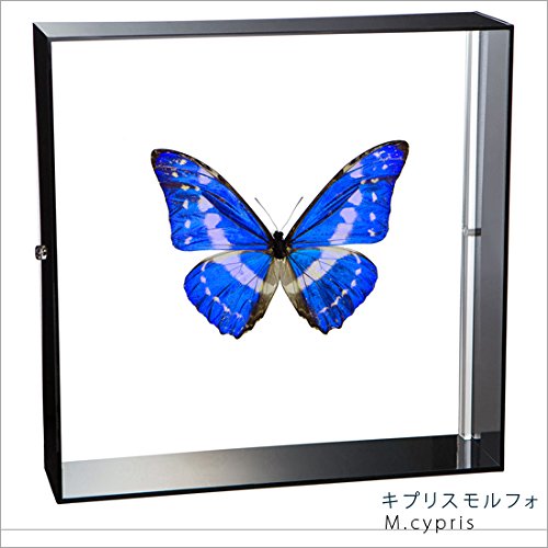 Amazon.co.jp: 蝶の標本 キプリスモルフォ Morpho cypris モルフォ