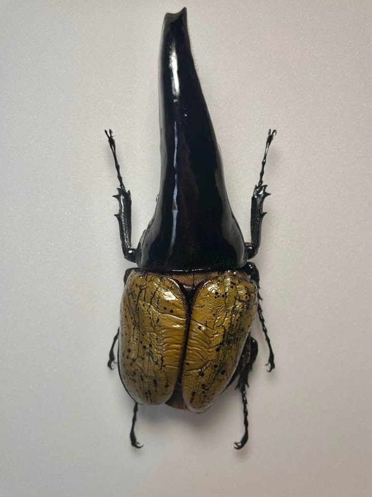 Amazon.co.jp: 昆虫標本 極太極短ヘラクレスオオカブト c68メテオ