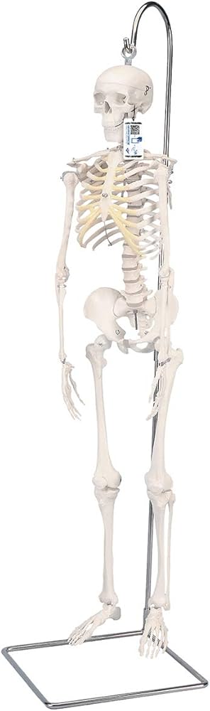 Amazon.co.jp: ミニ全身骨格模型 - ショーティー・1/2縮尺型全身骨格