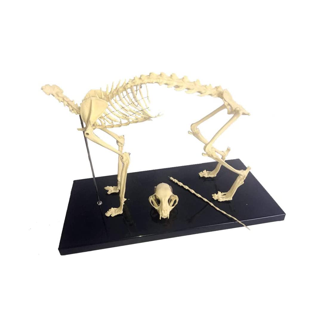 R*o様 猫全身骨格模型 解剖学標本 W47×L23×H32cm R*o様 猫全身骨格模型