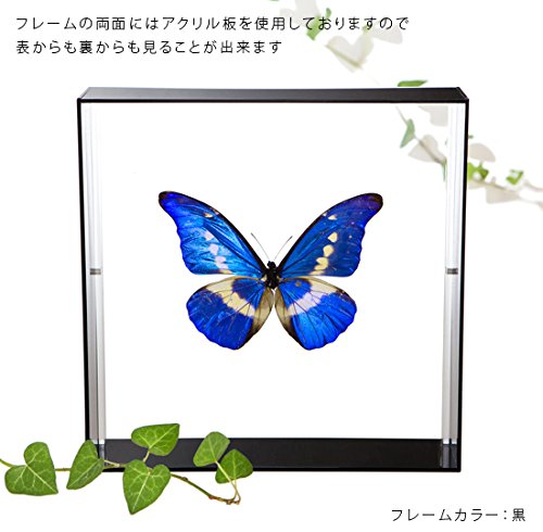 Amazon.co.jp: 蝶の標本 ヘレナモルフォ Morpho helena モルフォチョウ
