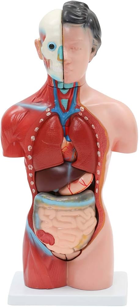 Amazon.co.jp: 女性内臓模型 (15パーツ) 42cm [ 人体模型 内臓模型