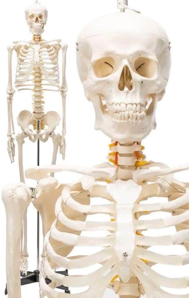Amazon.co.jp: 等身大 人体模型 170cm 神経根有り 全身骨格模型 骨格