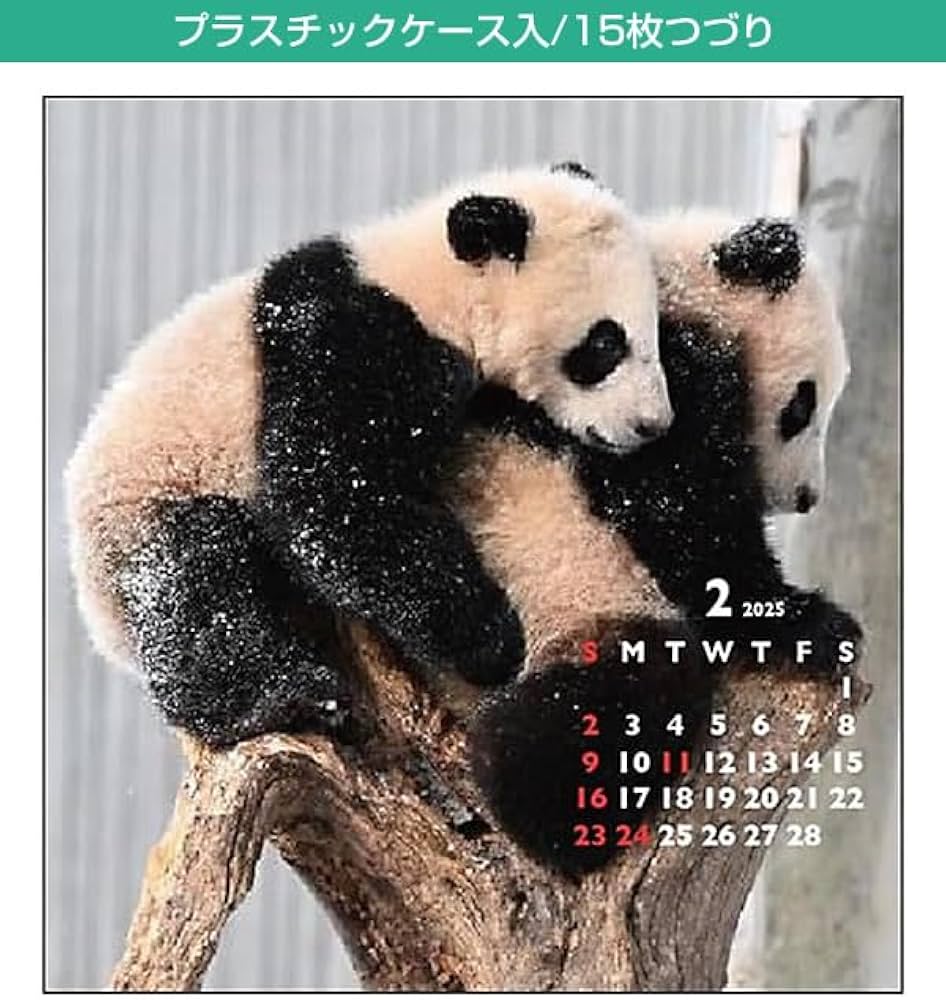Amazon.co.jp: グリーティングライフ 2025年 カレンダー パンダ FD C