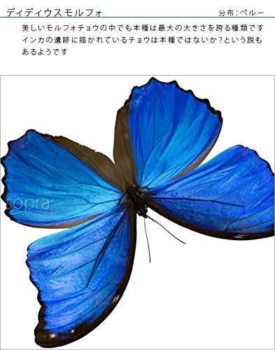 Amazon.co.jp: 蝶の標本 ディディウスモルフォ Morpho didius モルフォ