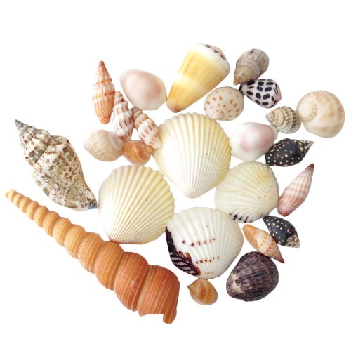Amazon | クラフト用 貝殻セット（貝殻25個入）貝殻サイズ：1-9cm 個数