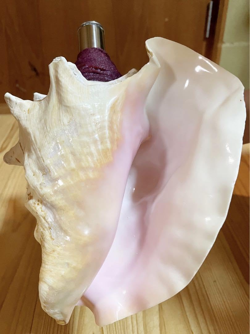 Amazon.co.jp: 桃色法螺貝（ピンク貝）法螺貝 ほら貝 ホラガイ コンク