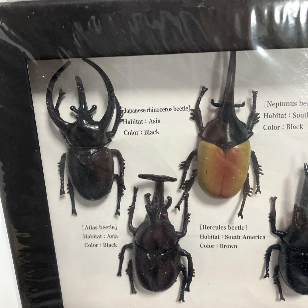 カーニバル 約40匹カブトクワガタ本物標本まとめ売り カーニバル 約40