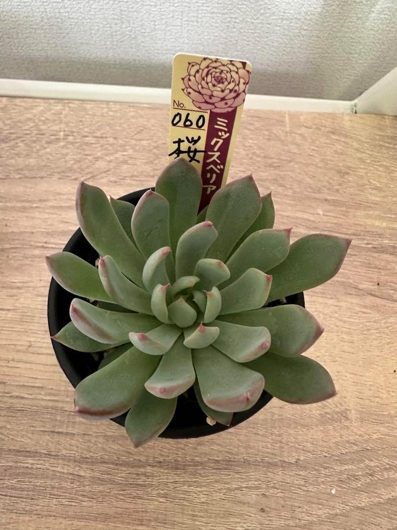 多肉植物 おらいさん苗 桜鬼 札付き 【公式通販】