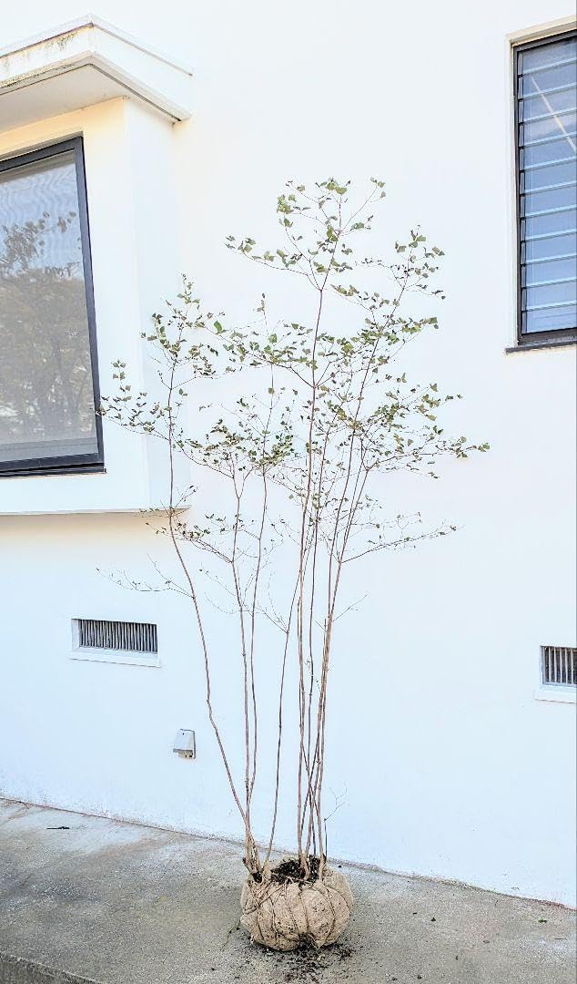 Poppopo 71 山採り ミツバツツジ Poppopo 71 山採り ミツバツツジ 71